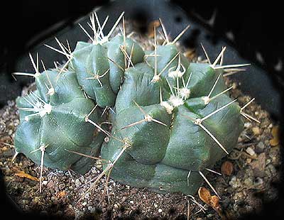 vegaechinocapulchellus.jpg