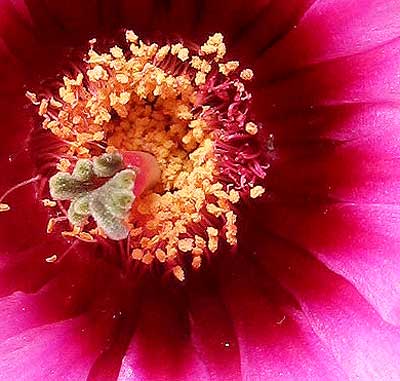 vegaechinocereuspaz.jpg