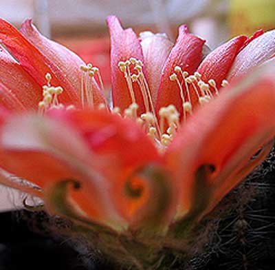 vegaechinopflor.jpg