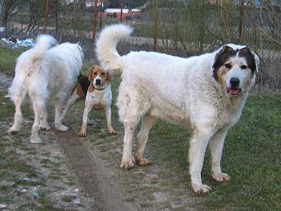 vegaencuentropepo.jpg