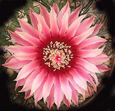 vegaeriosyceflor.jpg