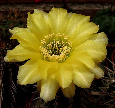 vegaflorechinopsis.jpg