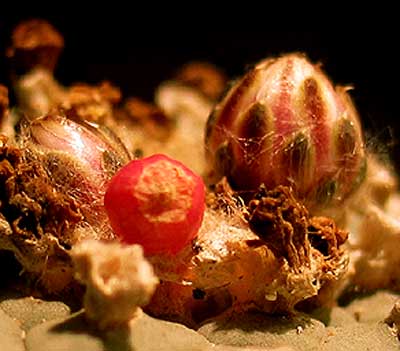 vegafloresinvierno2.jpg