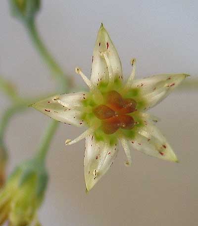 vegagraptoflor.jpg