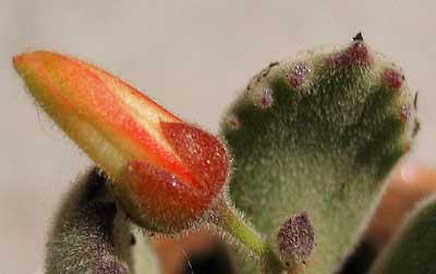 vegakalanchoeflor.jpg