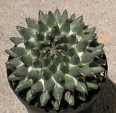 vegamammisempervivi.jpg