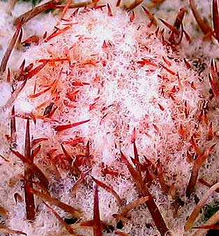 vegamelocactuscefalio.jpg