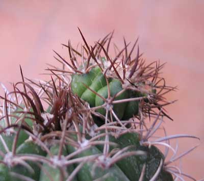 vegamelomatacrestado.jpg