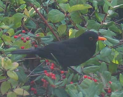 vegamirlocoton1105.3.jpg