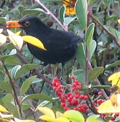 vegamirlocoton1105.jpg