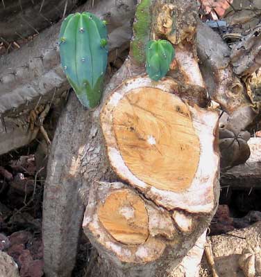 vegamyrtillomadera.jpg