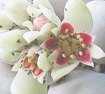 vegapachyflor.jpg