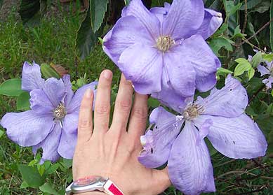 vegapassifloramorada.jpg