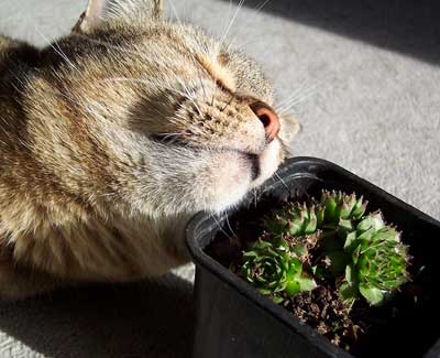vegapizcasemper.jpg