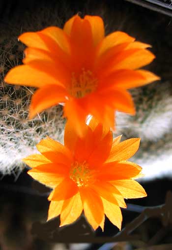 vegarebmusculaflores.jpg
