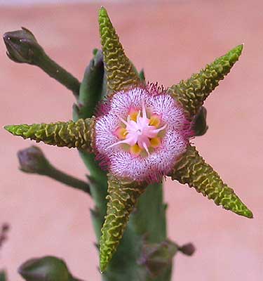 vegastapelia3.jpg