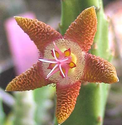 vegastapelia4.jpg