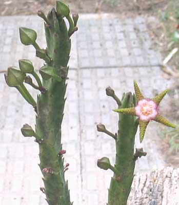 vegastapeliaflavopurpurea.jpg