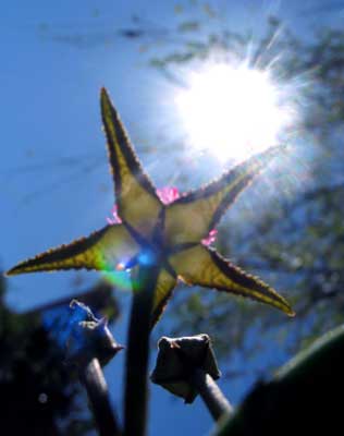 vegastapflavosol.jpg
