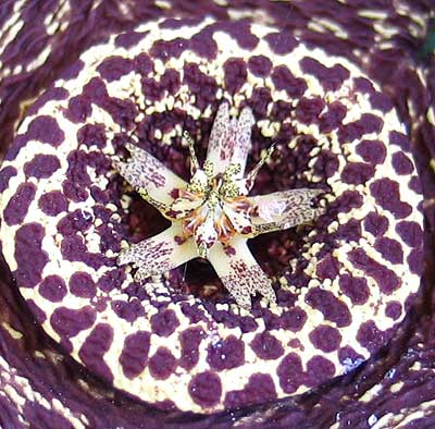 vegastapvarieflor.jpg