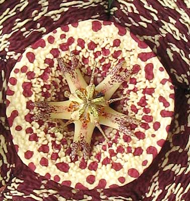 vegastapvariegrugosa.jpg