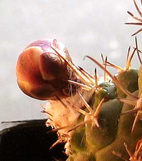 vegaturbilophoanvi.jpg