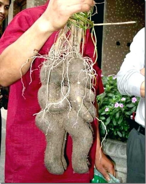 vegetal_raro.jpg