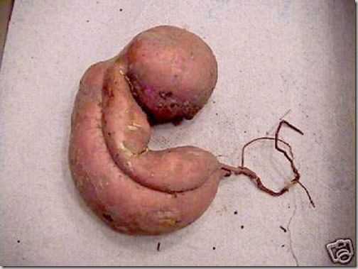 vegetales_curiosos.jpg