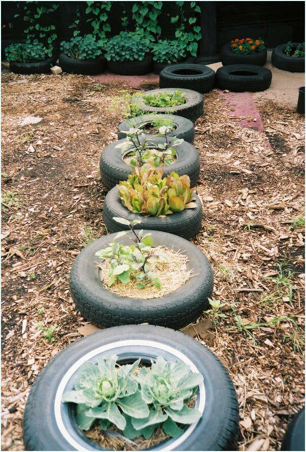 veggie_tire_row.jpg