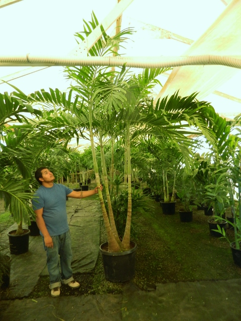 Veitchia%20merrilli%2025g%2012%20feet%20$825%20(1)%20(480x640).jpg