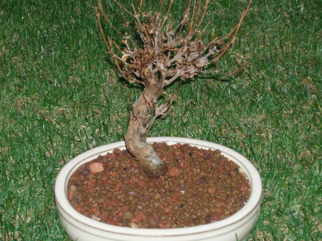venerba2.jpg