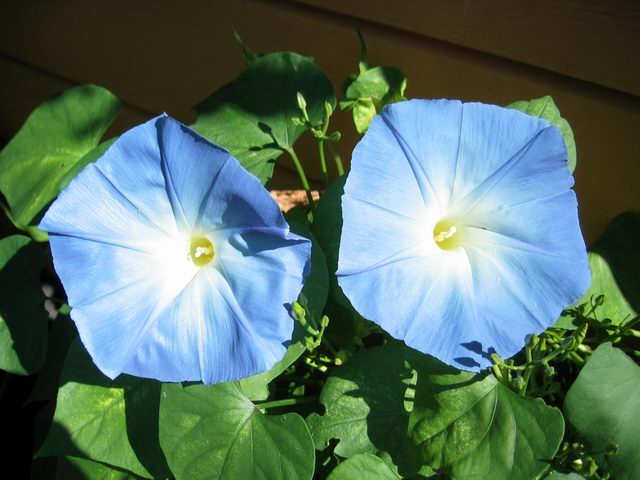 venly_blue.jpg
