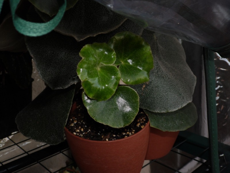 venosa26102012.jpg