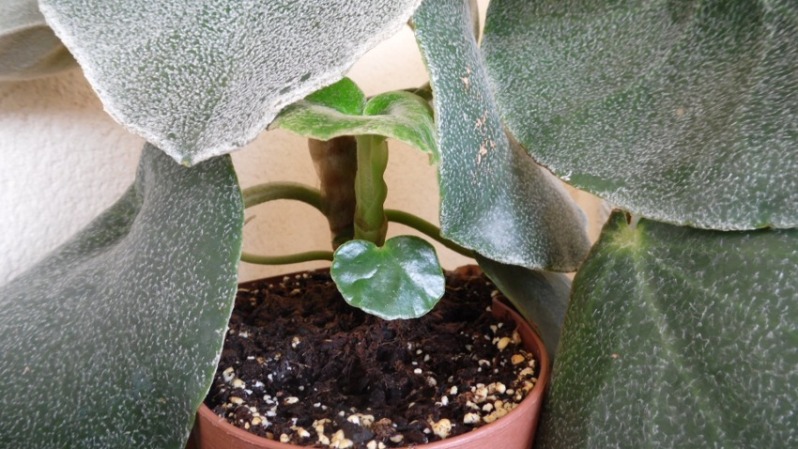 venosa2_09092012.jpg