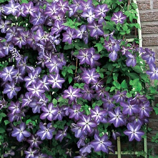 Venosa_Violacea_1.jpg