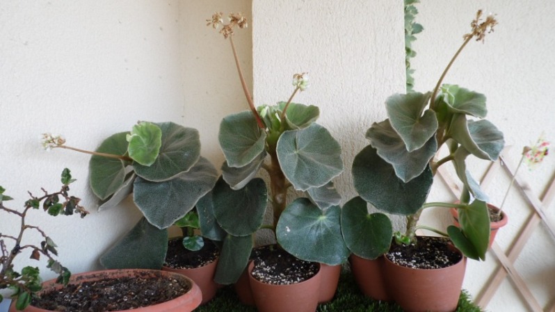 venosas09092012.jpg