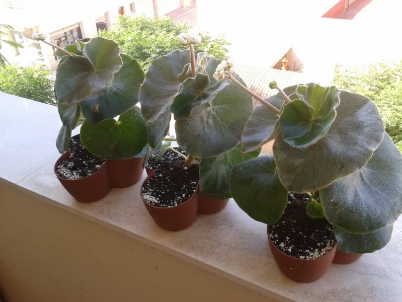 venosas19072012.jpg