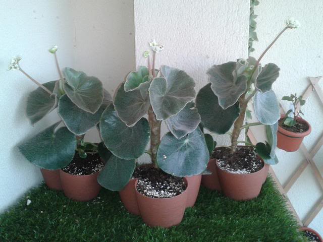 VENOSAS26072012.jpg