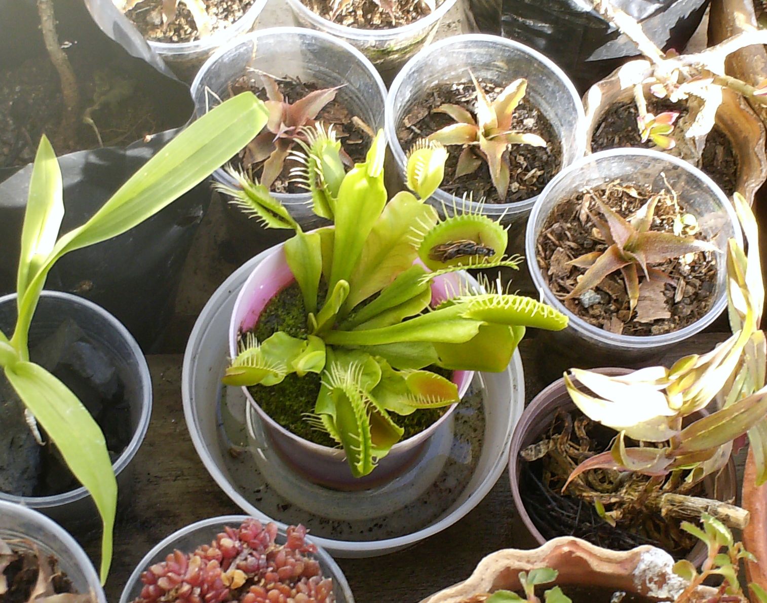 venus-fly-trap.jpg