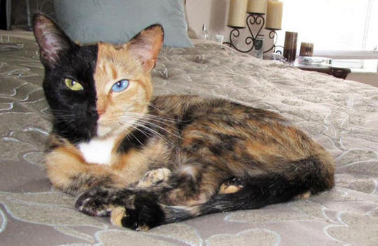 venus_el_gato_quimera_articulo_landscape-1.jpg