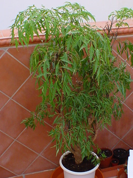 verano2003%20-invierno2004%20%2847%29.jpg