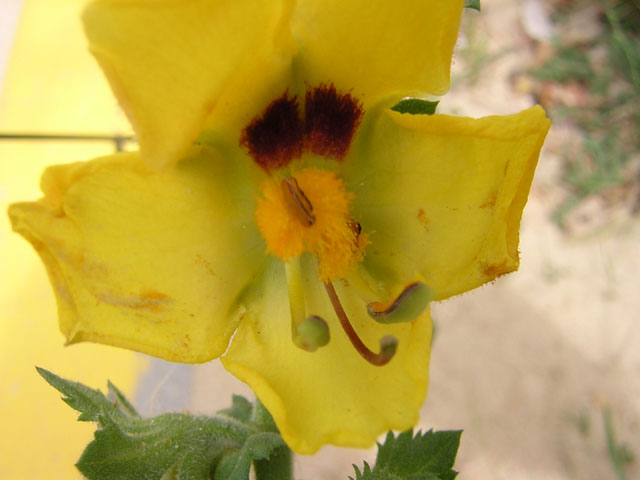 verbascum%20Laciniatum.jpg