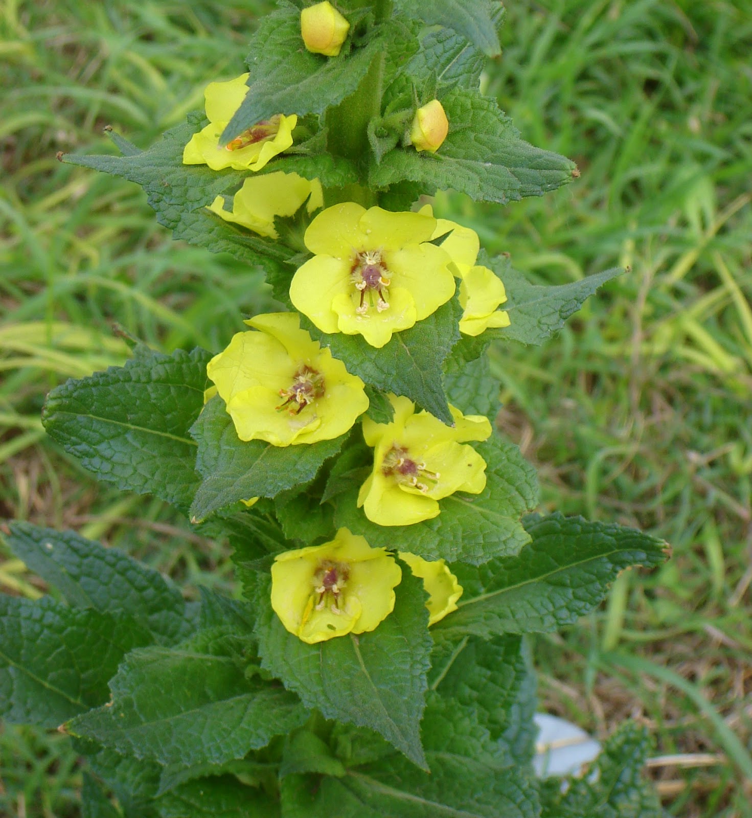 Verbascum+Gordolobo+c.JPG