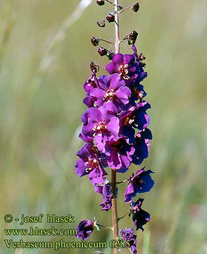 verbascum_phoeniceum_6285.jpg