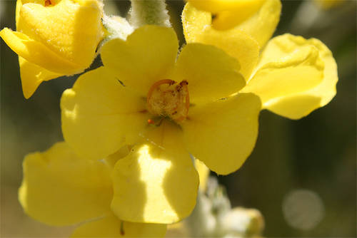 Verbascum_pulverulentum.jpg
