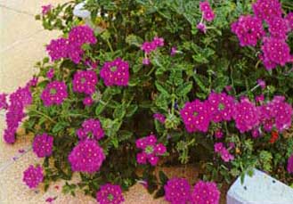 verbena-hybrida-2.jpg