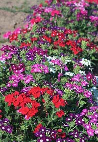 verbena-hybrida.jpg