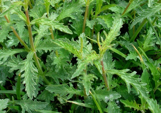 Verbena+officinalis+L.+%28Verbenaceae%29+%28Parq.+Bello%29-8.JPG