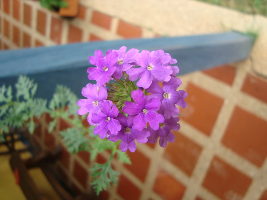 verbena1_by_cerezoinwonderland-d48zjet.jpg