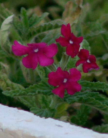 verbena3.jpg